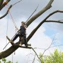Choosing A Reliable Tree Removal Service In Mackay: What To Look For