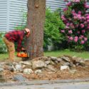 How Tree Removal Can Improve Safety & Add Value To Your Mackay Property