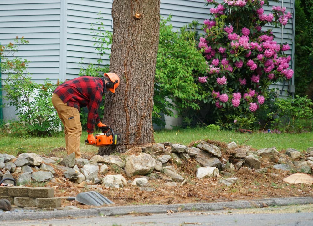 An Ongoing Tree Removal Service