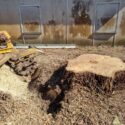 How Tree Stump Removal Can Prevent Pest Infestations
