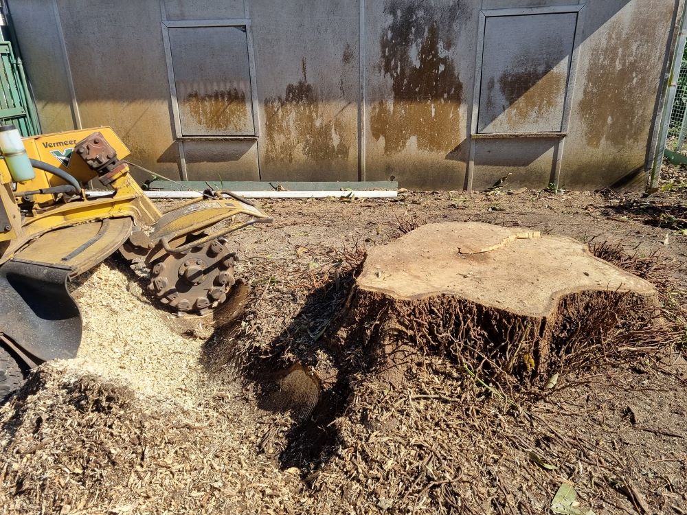 Big tree stump for removal