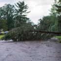 What Makes A Tree Dangerous After Heavy Rain Or Cyclone Weather In Mackay?