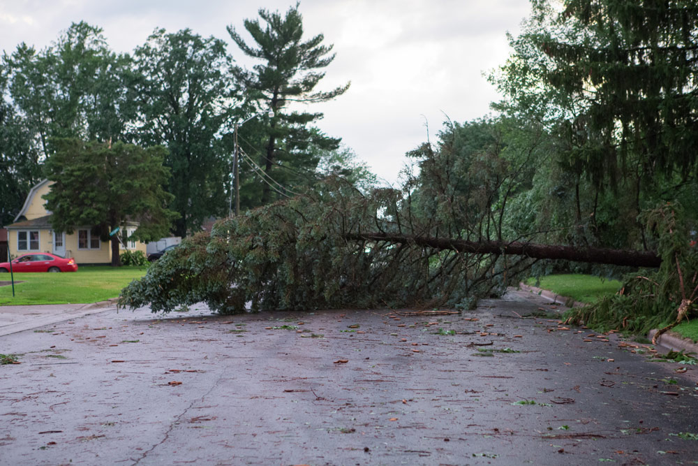 Fallen Tree After A Cyclone