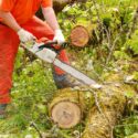 How Much Does Tree Removal Cost in Mackay? A Price Guide