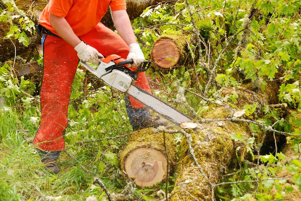Worker Doing Tree Removal in Mackay