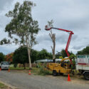 Is It Safe To Remove A Tree Yourself? What Mackay Homeowners Need To Know Before They Call A Local Tree Service