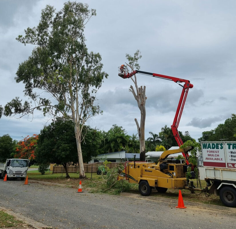 Arborist On A Crane During A Tree Removal In Mackay