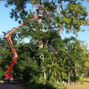 Council Regulations For Tree Removal In Mackay: What Every Homeowner Should Know