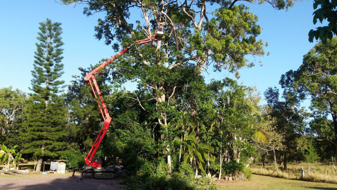 Arborist On A Red Lift Inspecting A Tree For Removal