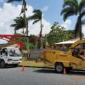 How Often Should Trees Be Inspected In Mackay’s Climate?