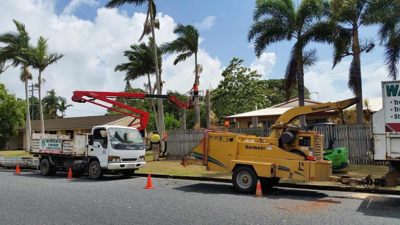 Inspecting Trees Before Removal