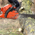 The Best Time Of Year For Tree Removal In Mackay
