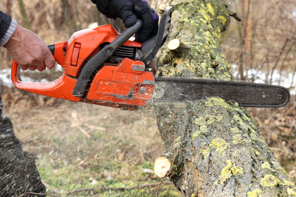 Man Doing Tree Removal Services