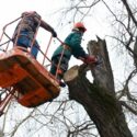 Post-Cyclone Tree Safety: What Mackay Residents Need To Do