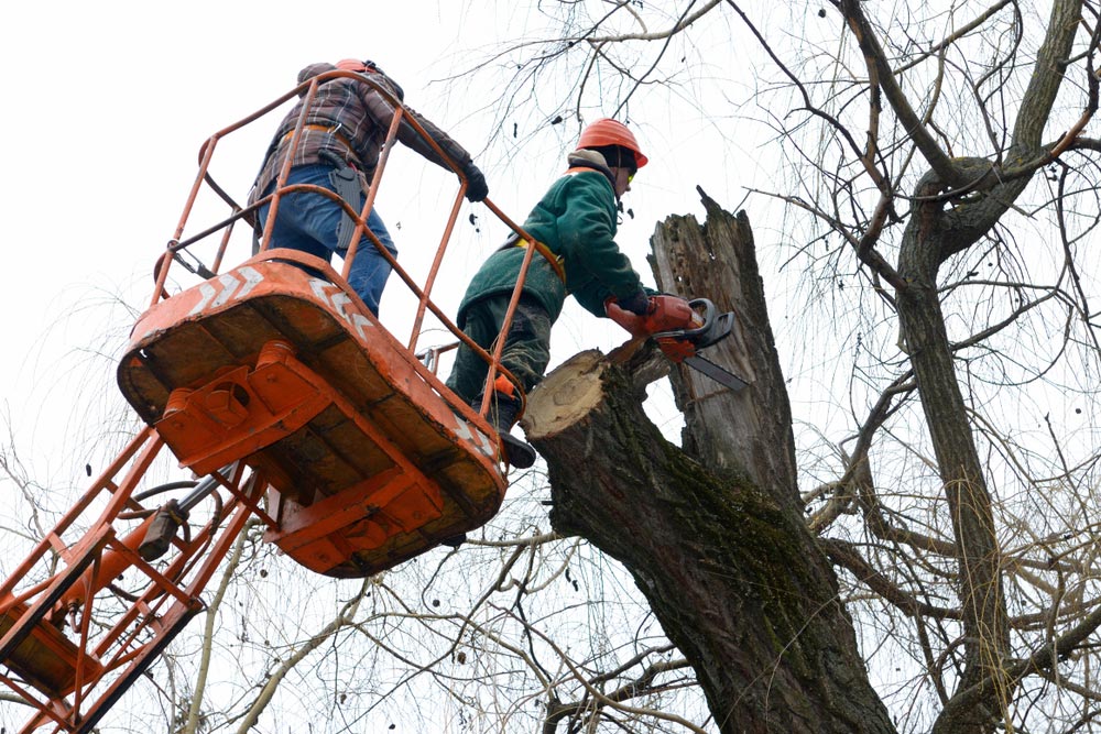 Professional Tree Removal After Cyclone