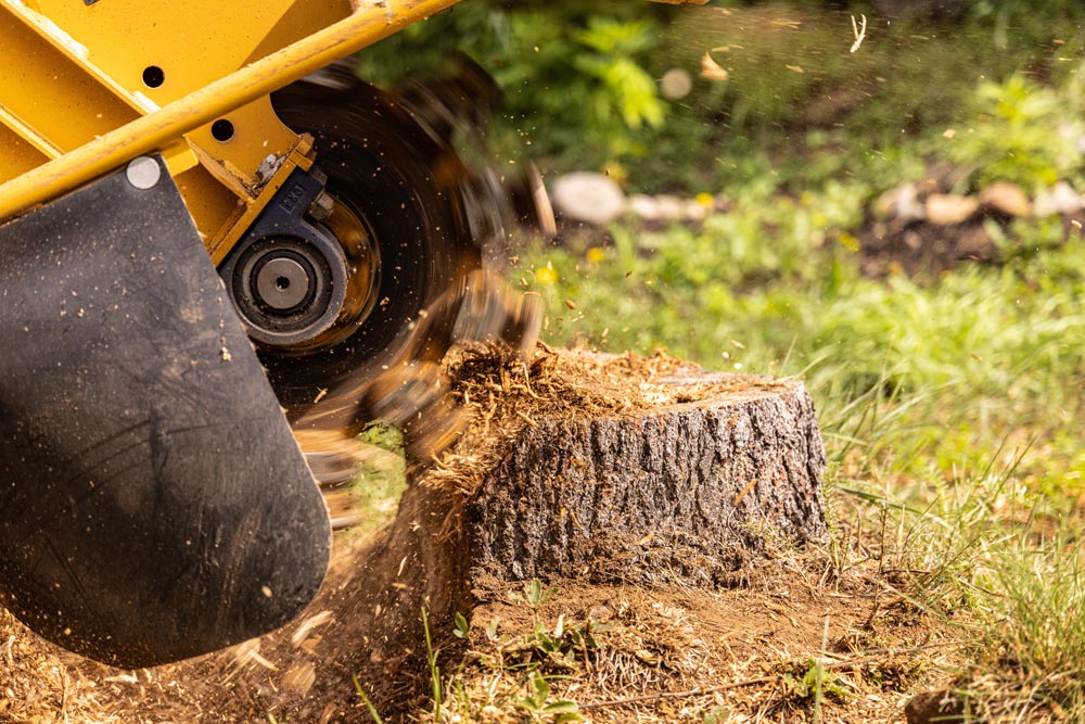 Stump Grinder Machine Grinding a Tree Stump