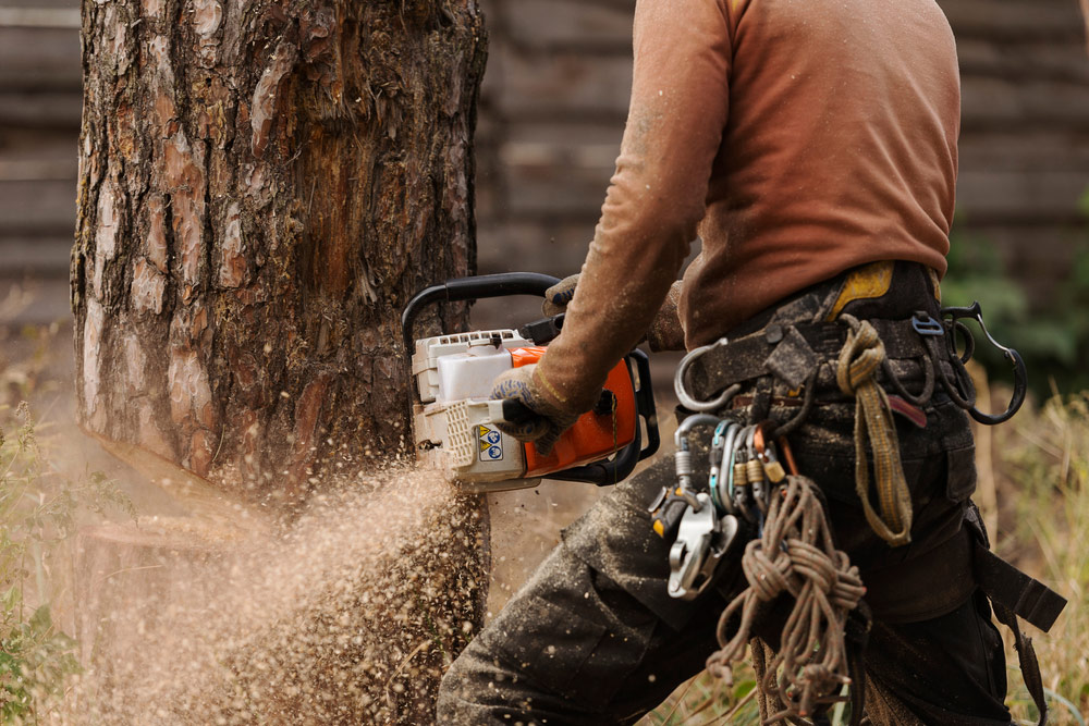 Tree Removal Service in Progress